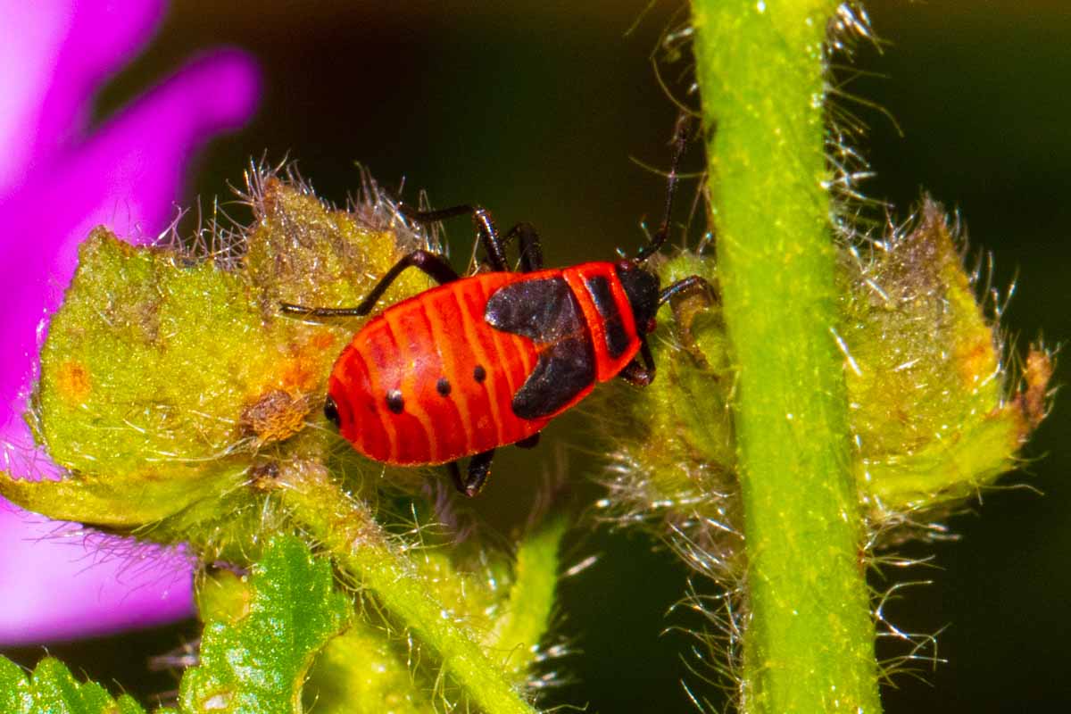 Feuerwanze - Pyrrhocoris apterus Image
