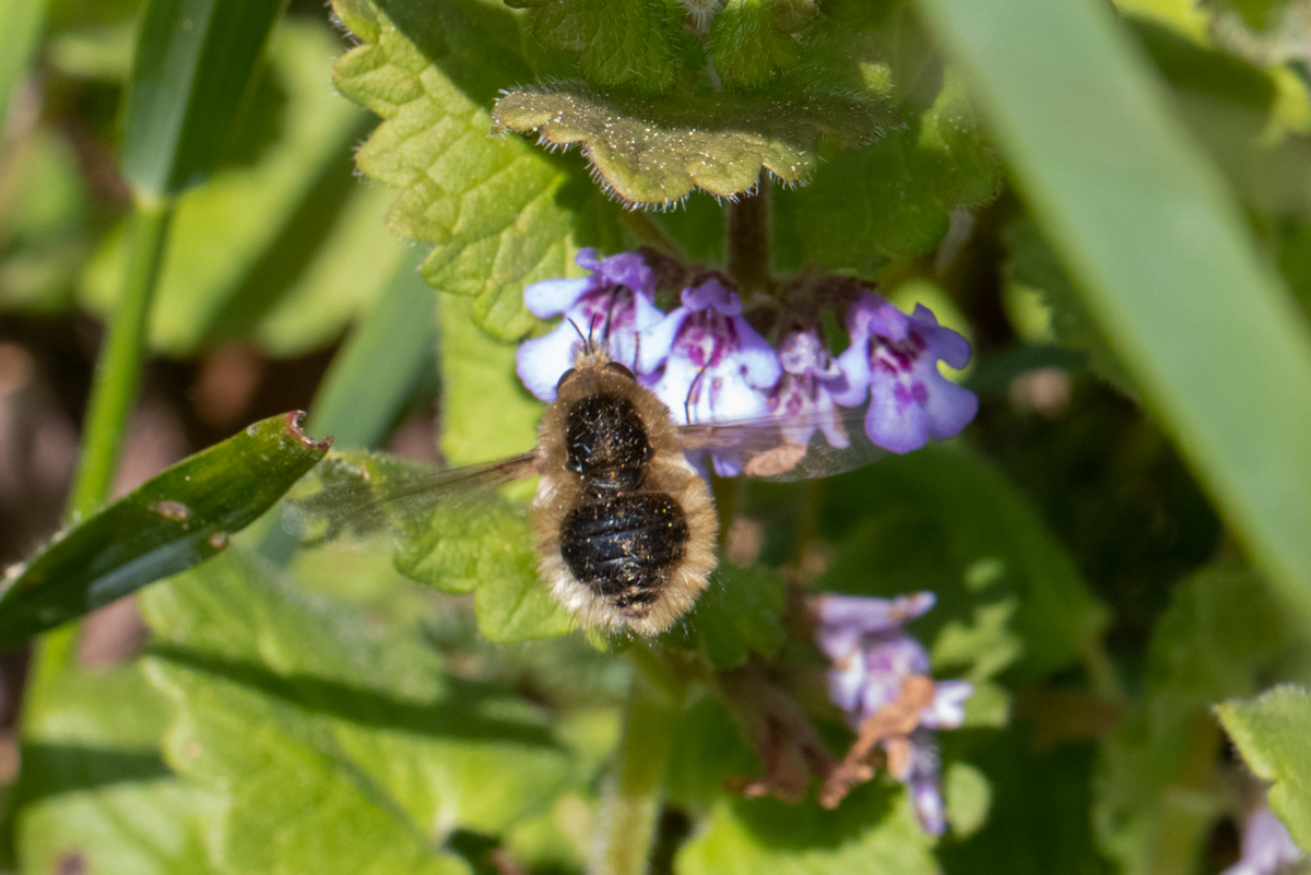 Kleiner Wollschweber Bombylius minor Image