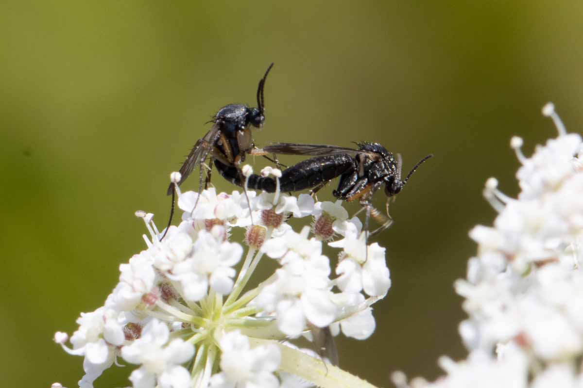 Fliegen Image
