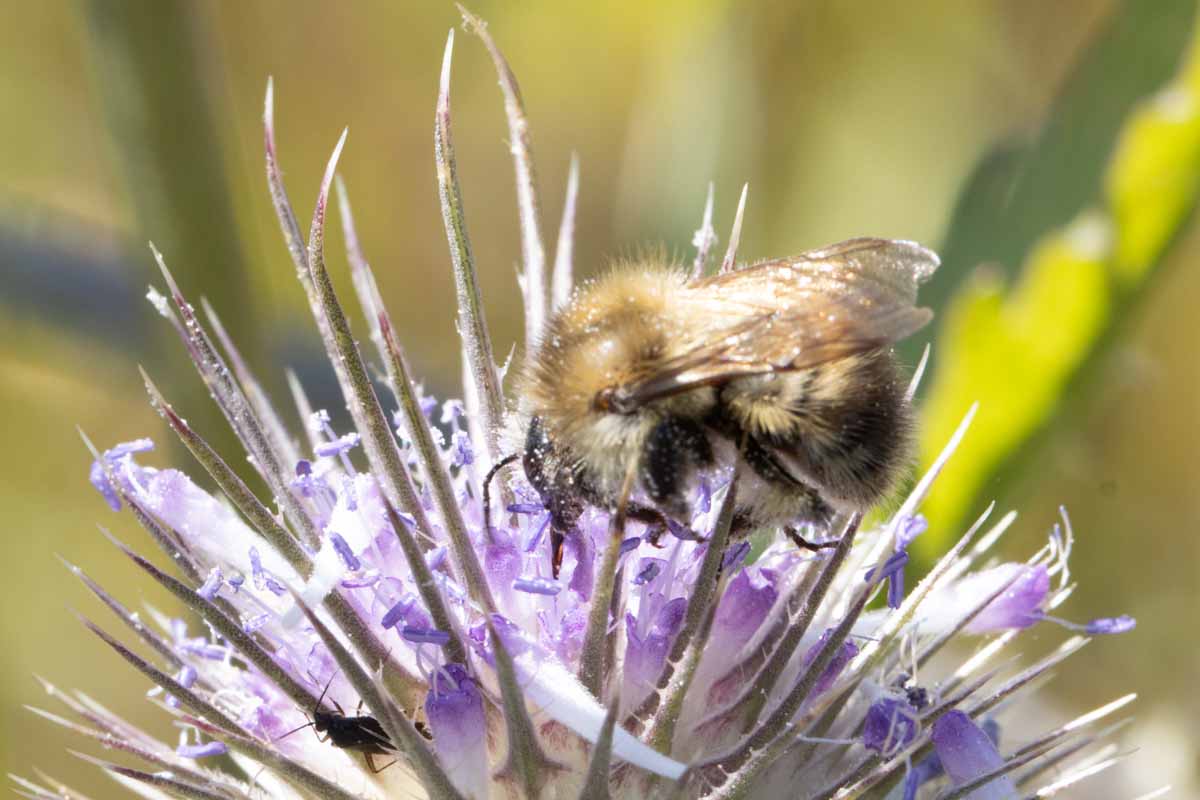 Hummel Image