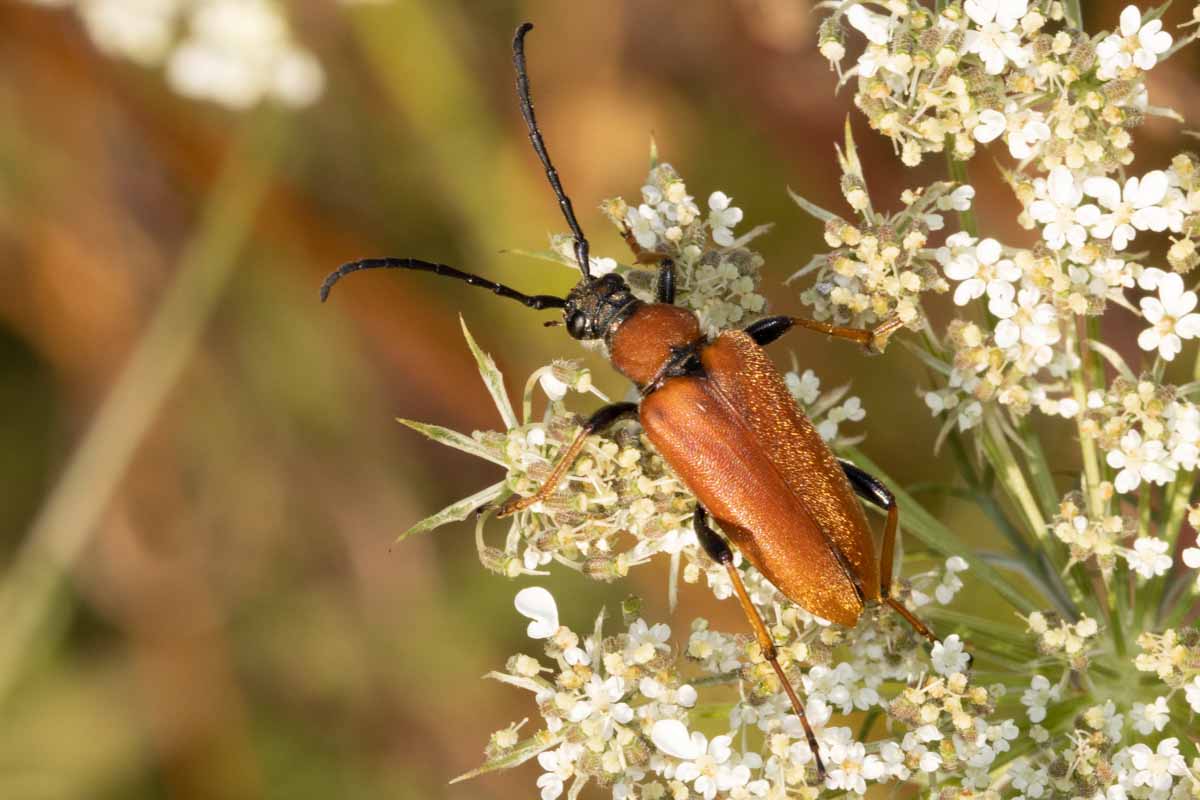 Rothalsbock - Stictoleptura rubra Image