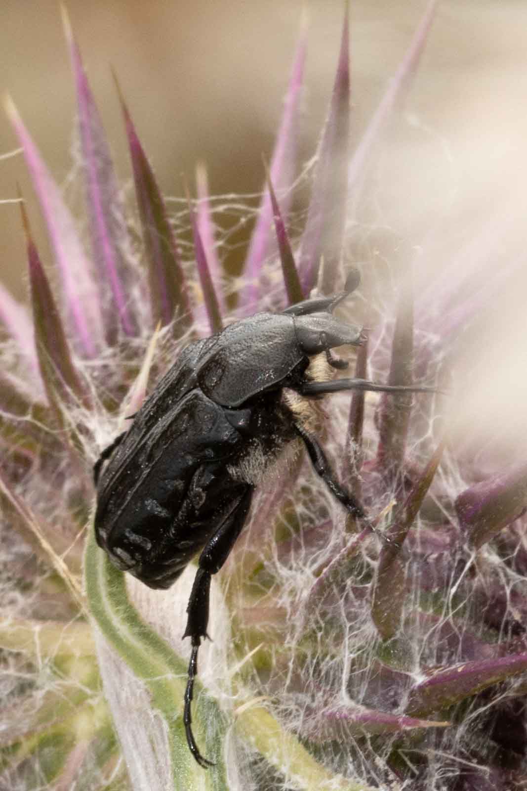 Trauerrosenkäfer - Oxythyrea-funesta Image