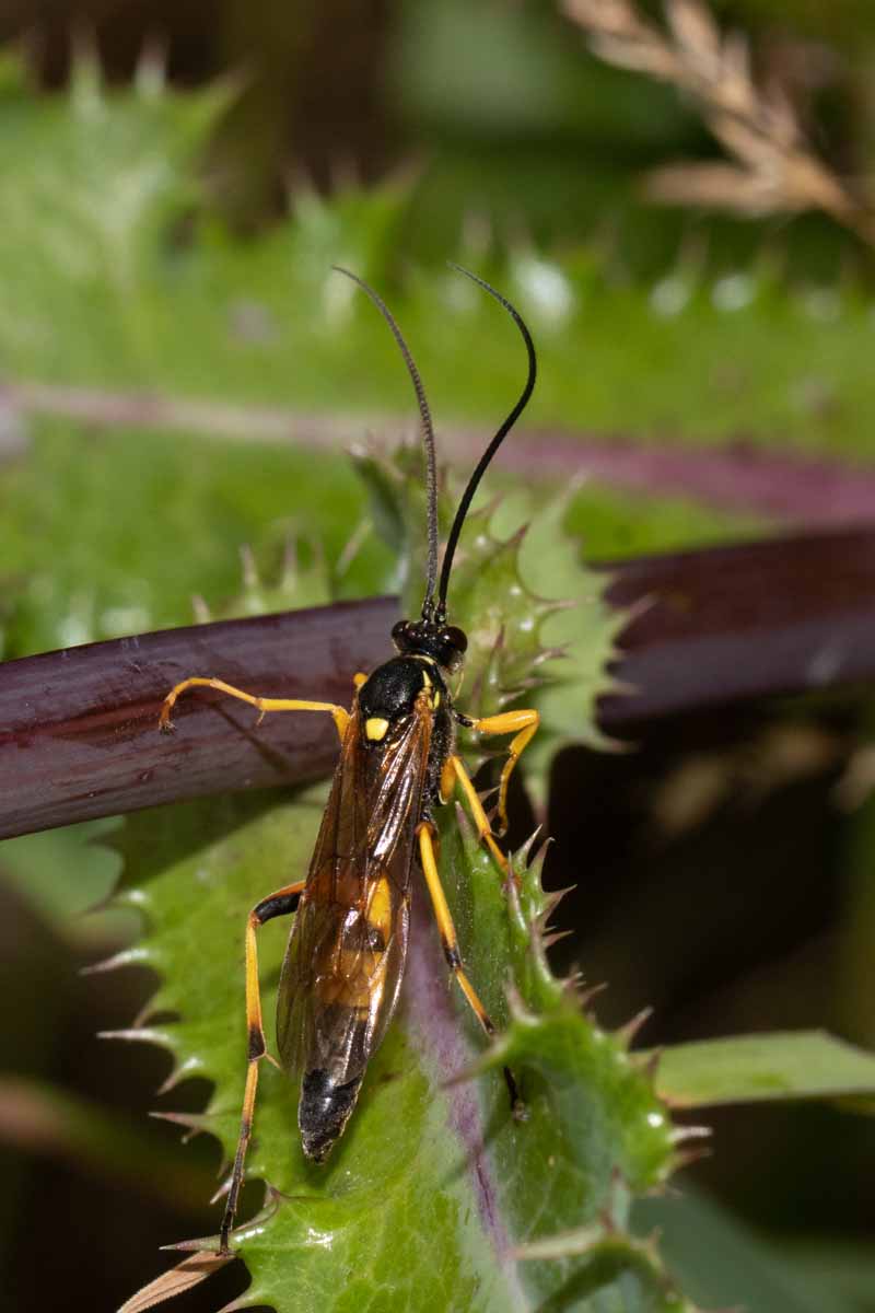 Schlupfwespe Image