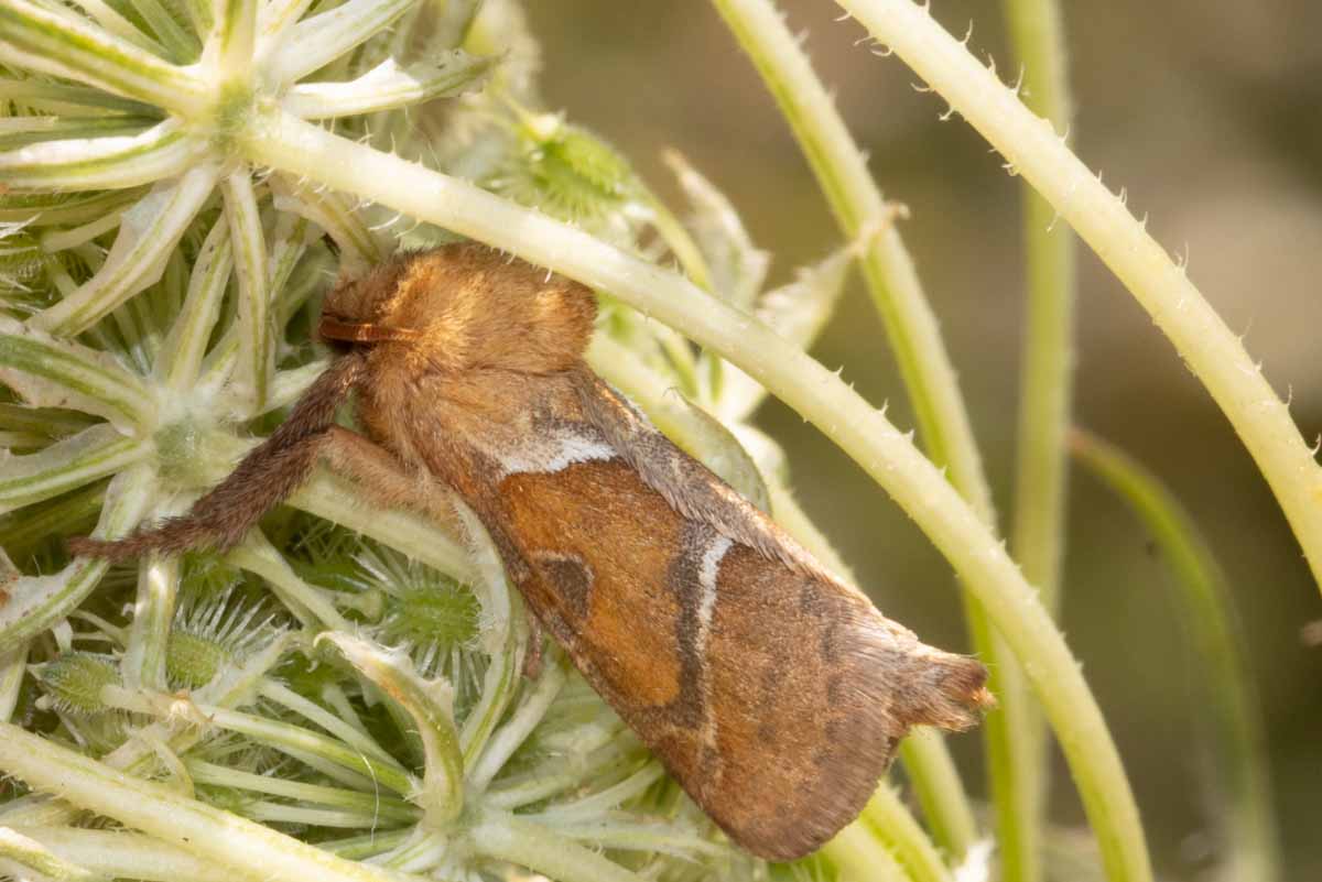 Ampfer-Wurzelbohrer - Triodia-sylvina Image