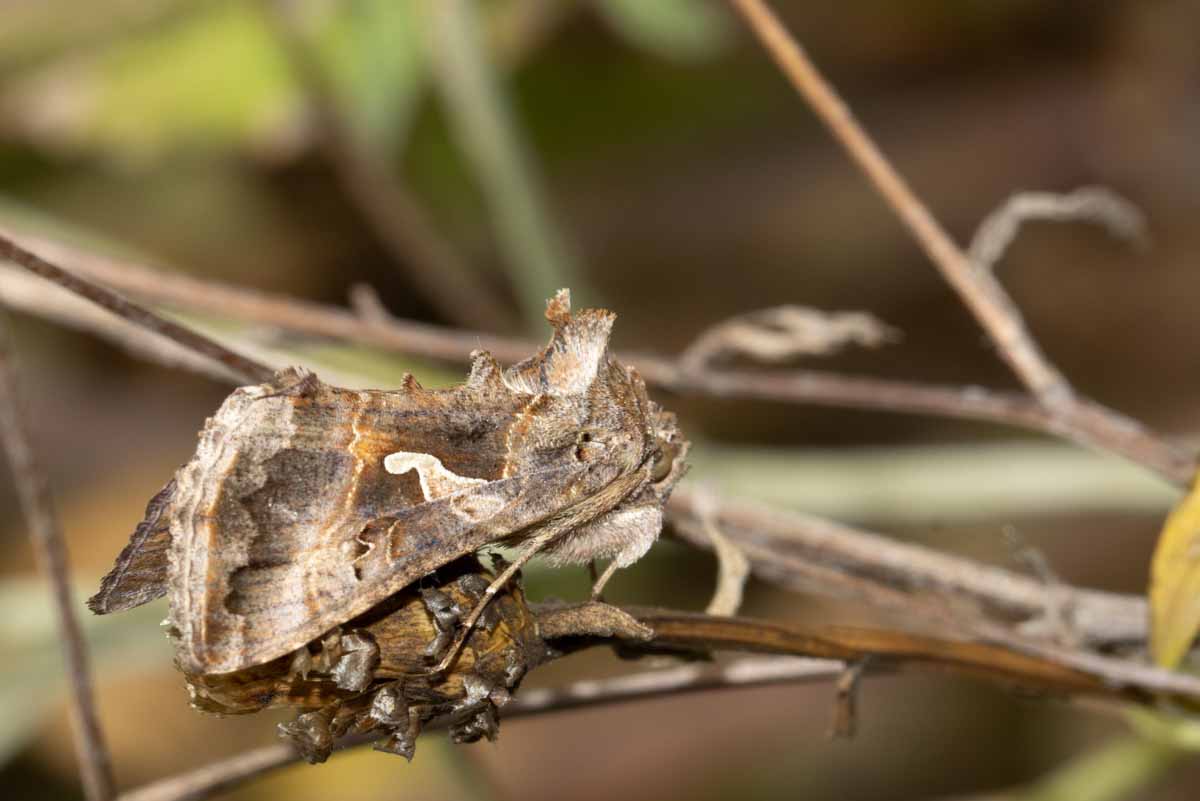 Gamma -Eule - Autographa-gamma Image