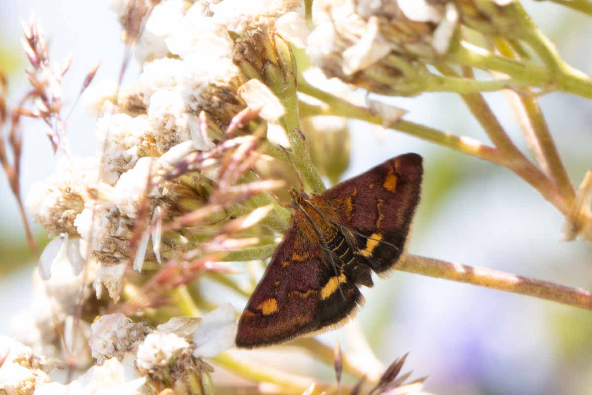 Goldzünsler - Pyrausta-aurata Image