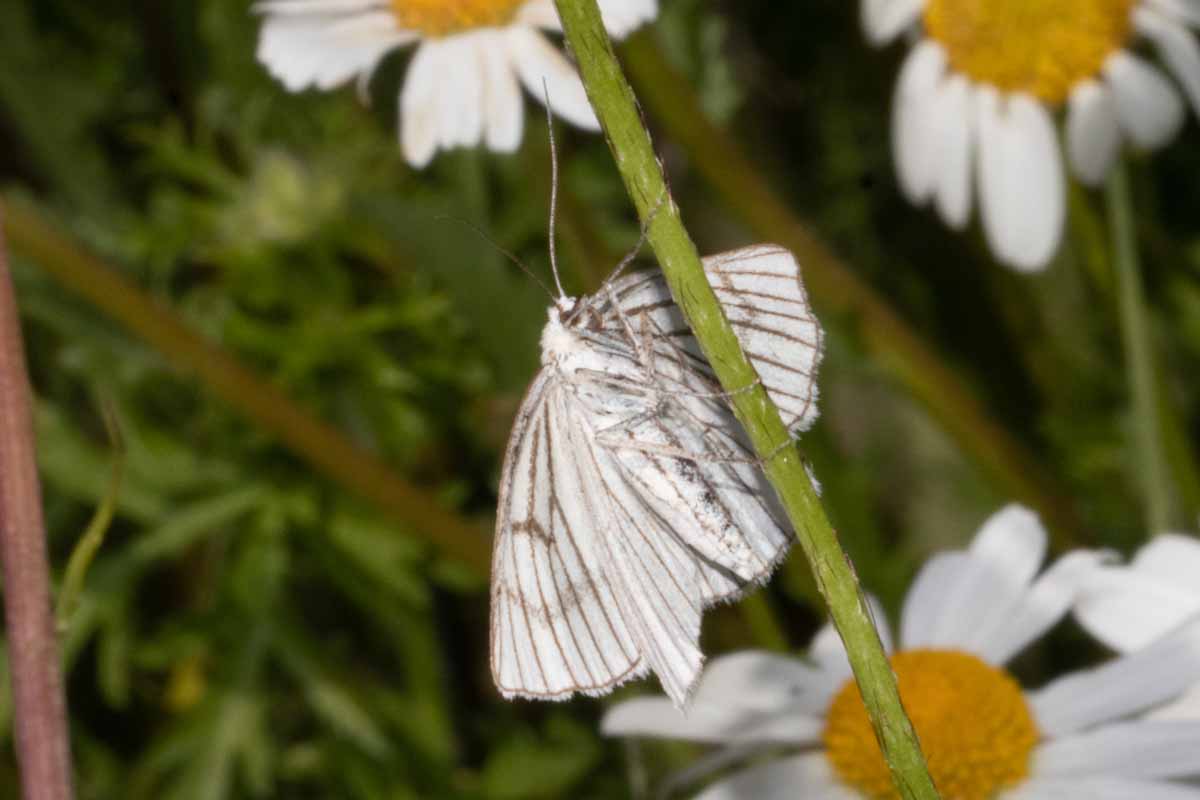 Hartheu-Spanner - Siona lineata Image