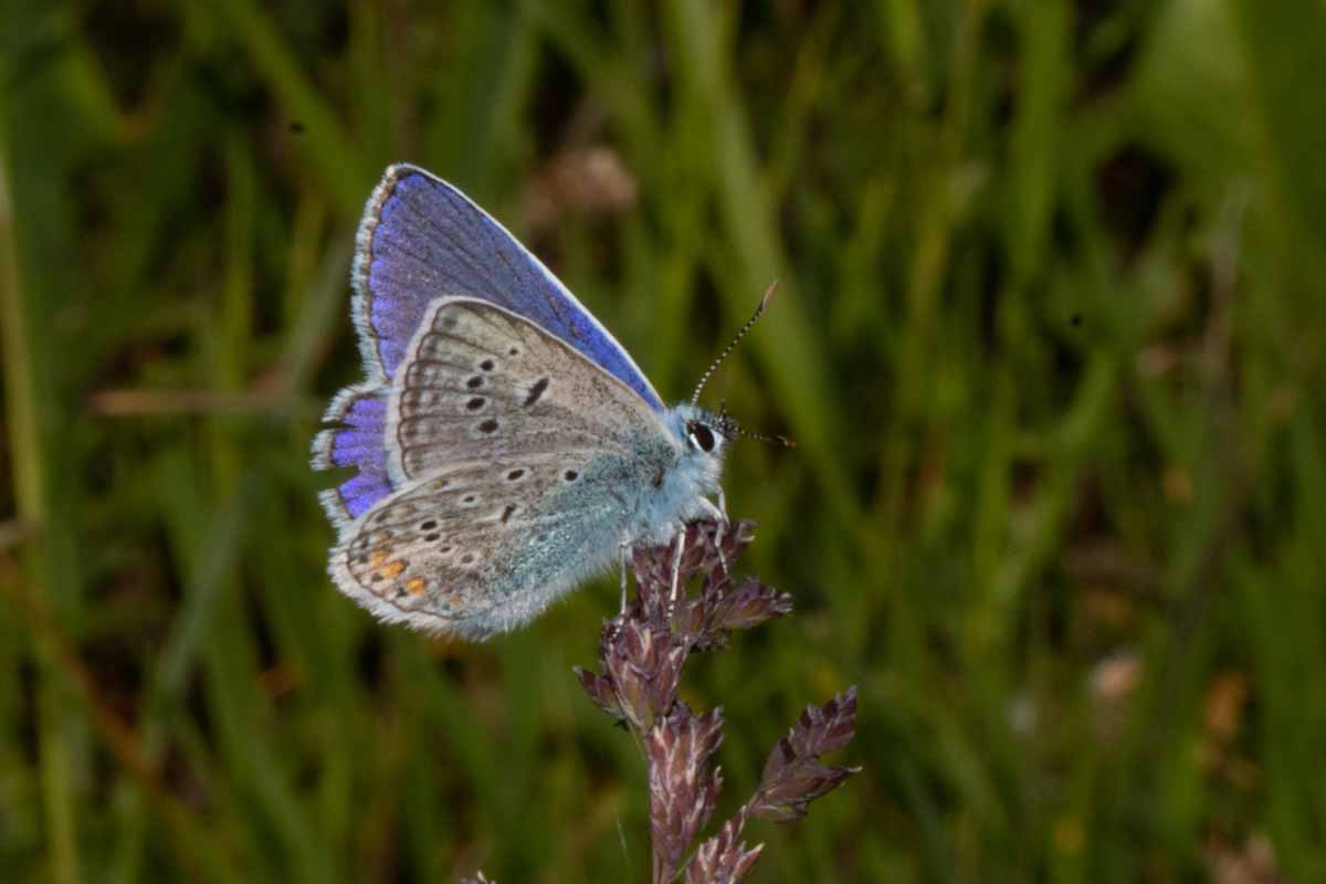 Hauhechel-Bläuling - Polyommatus icarus Image