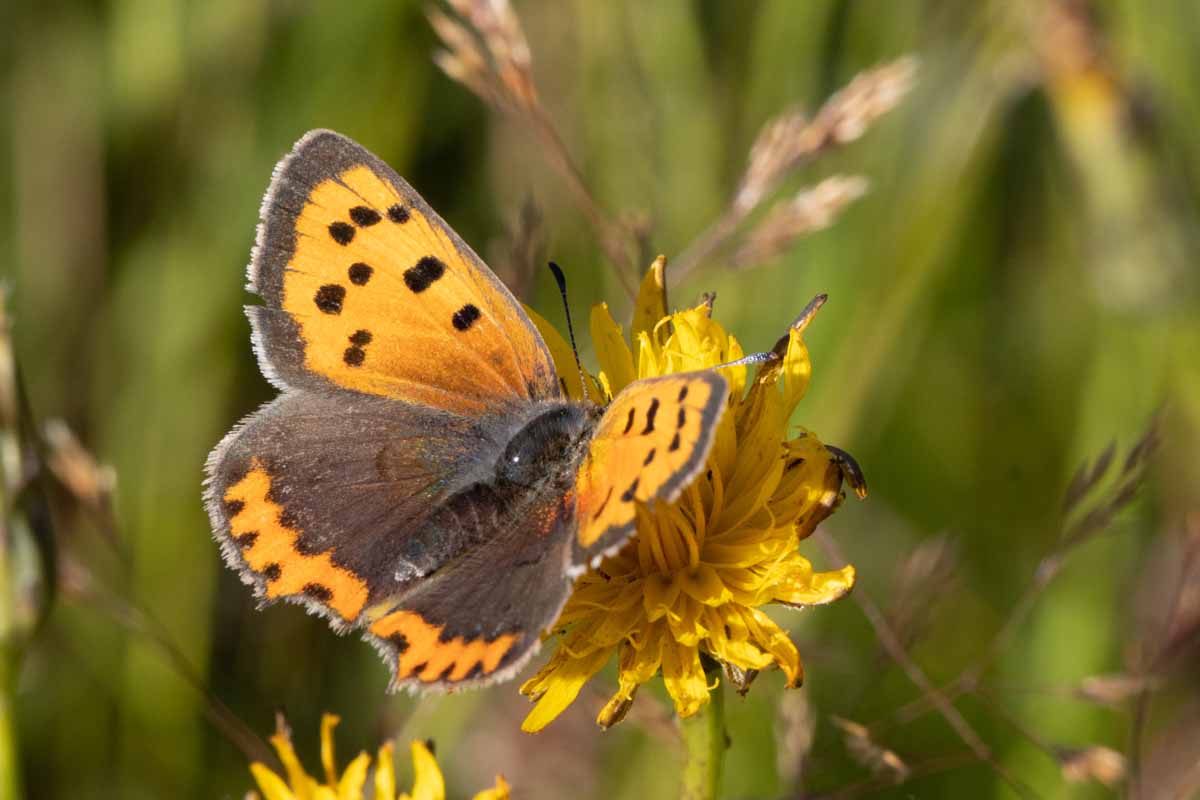Kleiner Feuerfalter-Lycaena phlaeas Image