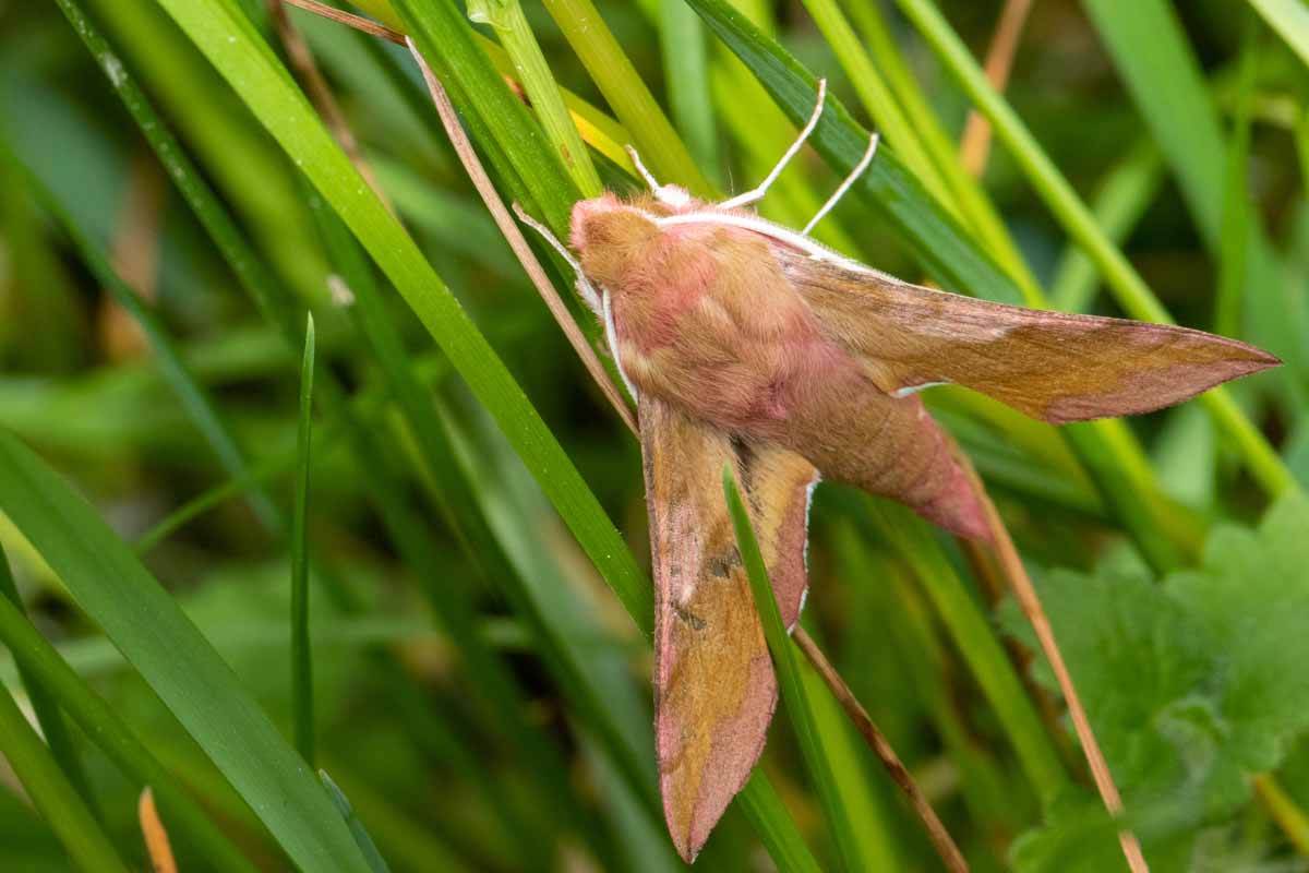 Kleiner Weinschwärmer - Deilephila porcellus Image