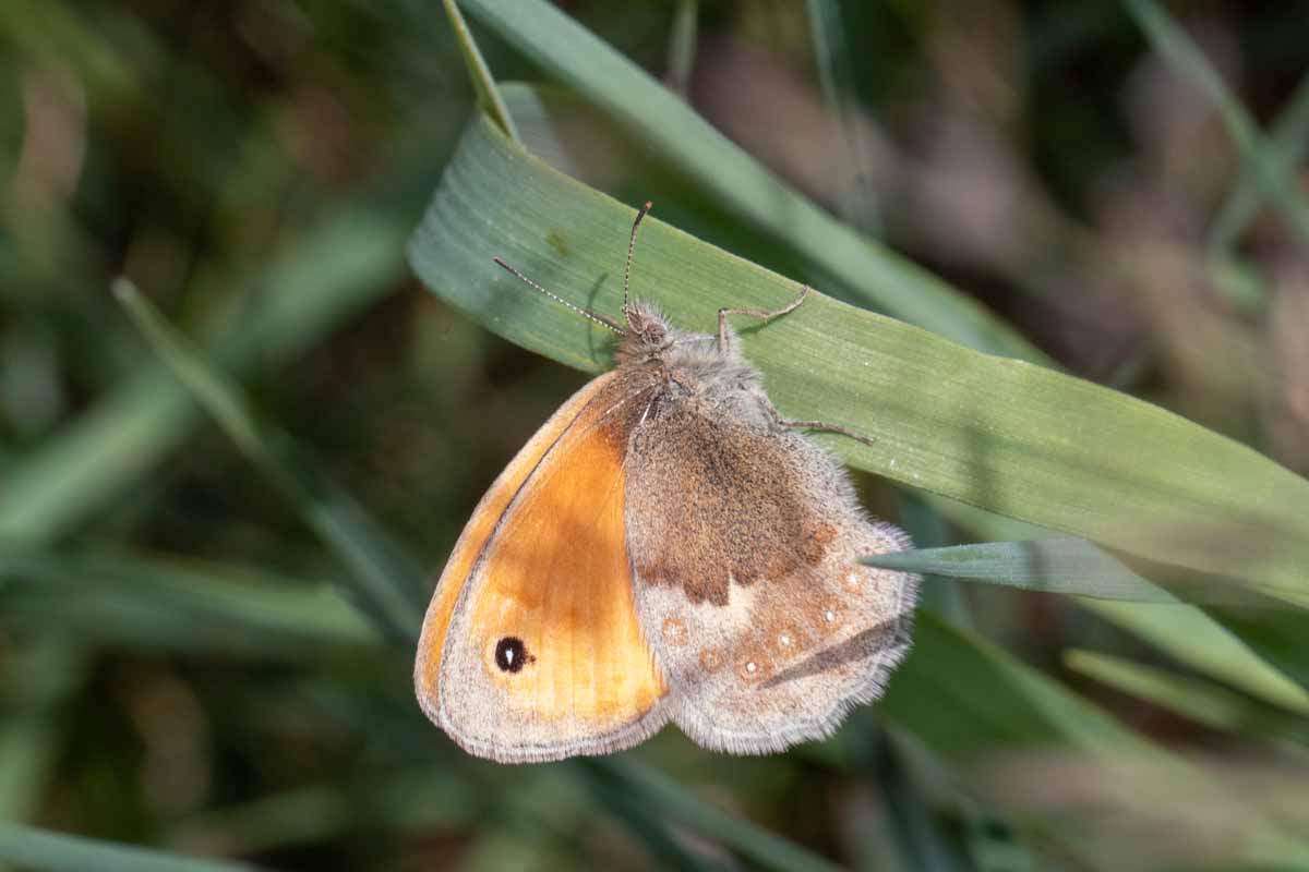 Kleines Wiesenvögelchen - Coenonympha pamphilus Image