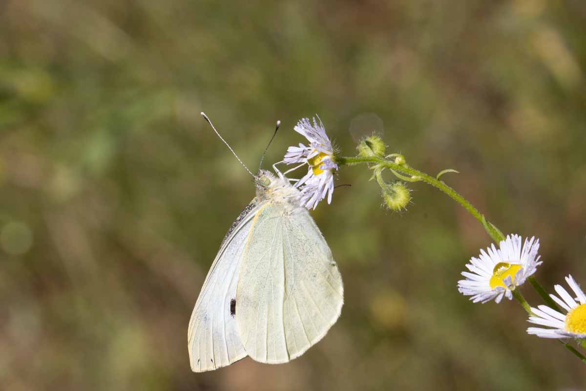 Kohlweissling - Pieris brassicae Image