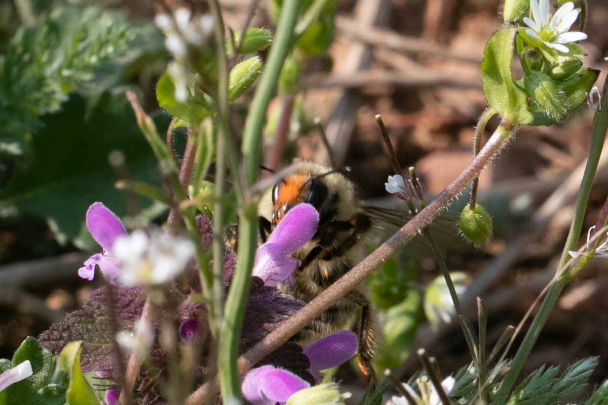 Pelzbiene - Anthophora-spec. Image