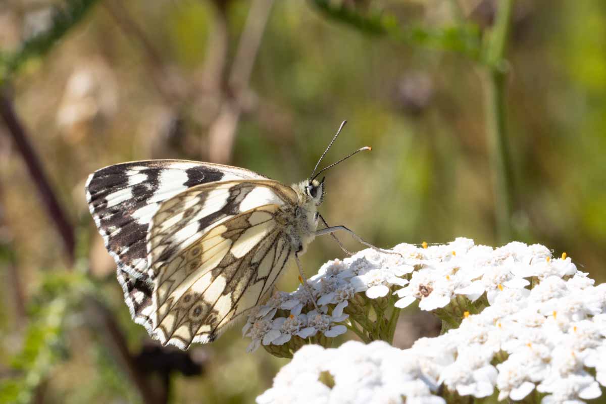 Schachbrettfalter - Melanargia galathea Image