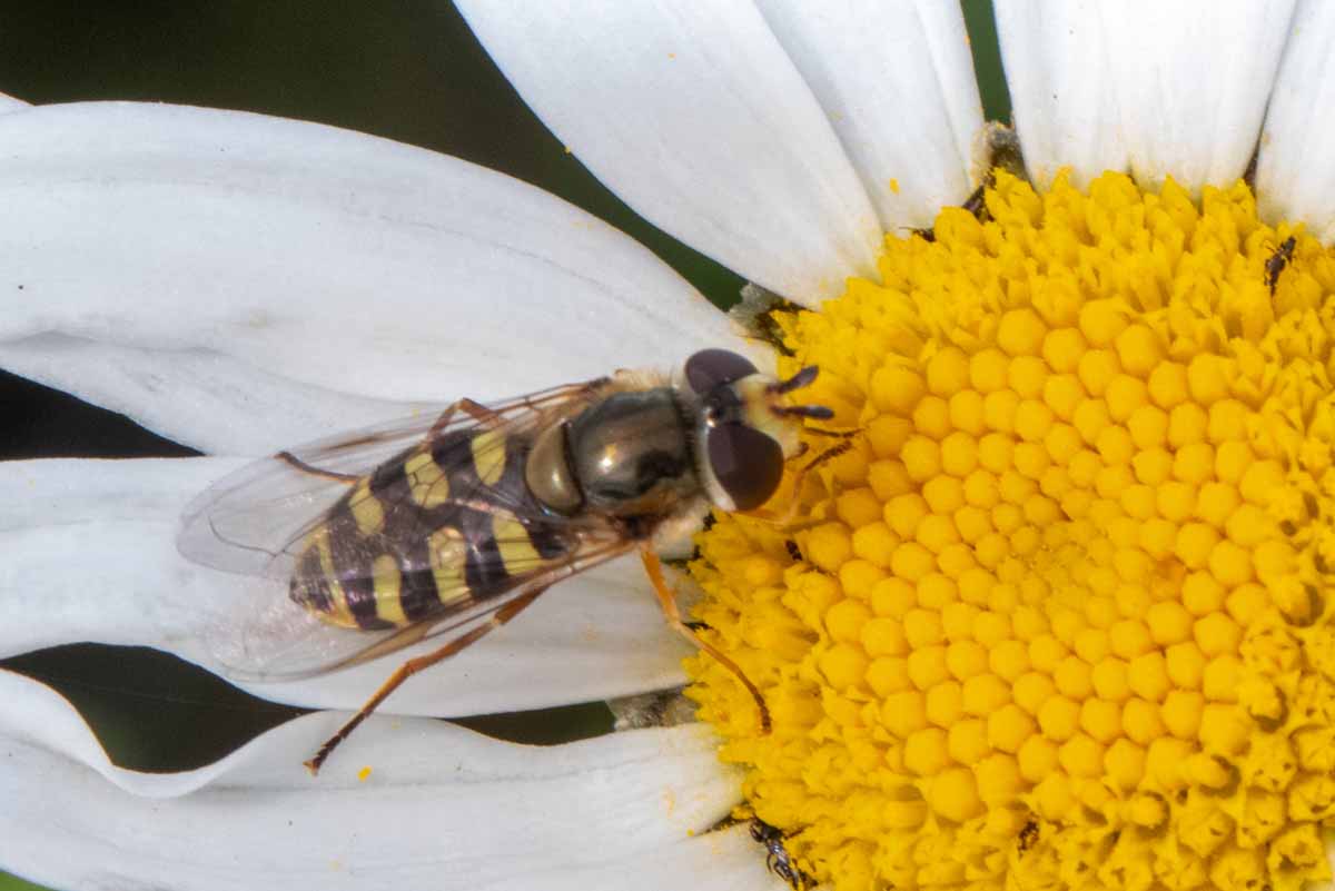 Gemeine Feldschwebfliege - Eupeodes corollae Image