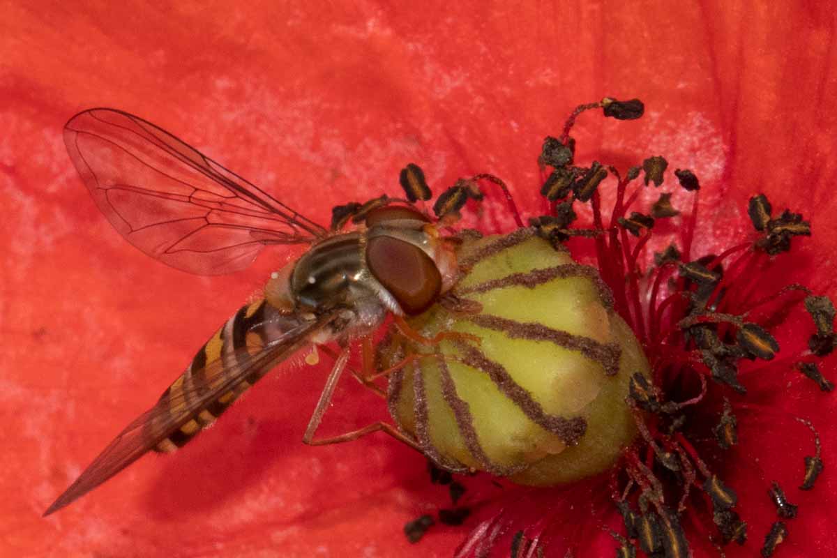 Hain-Schwebfliege - Episyrphus-balteatus Image