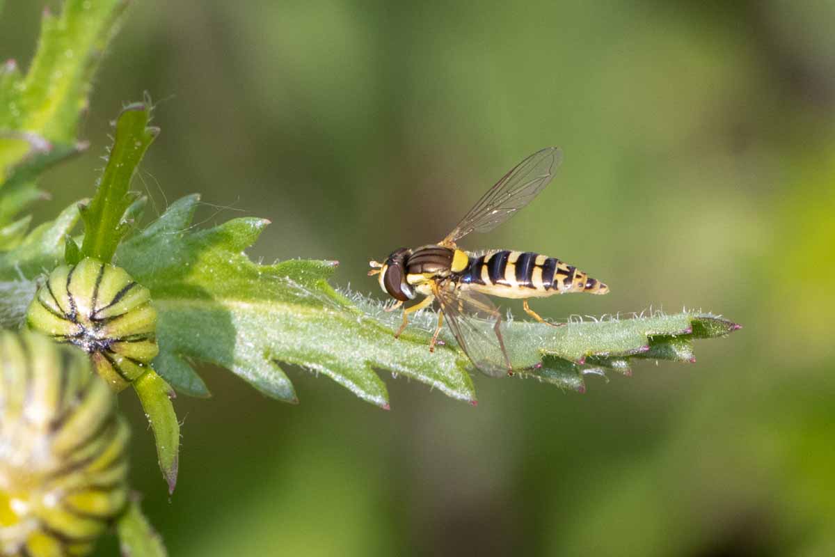 Langbauch-Schwebfliege - Sphaerophoria-scripta Image
