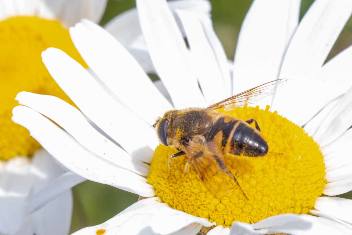 Mistbiene-Eristalis tenax Image