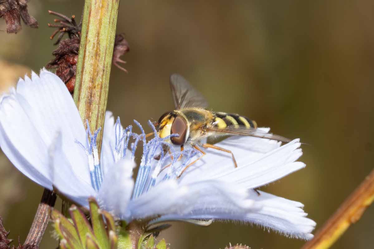 Mondfleck-Feldschwebfliege - Eupeodes-luniger Image