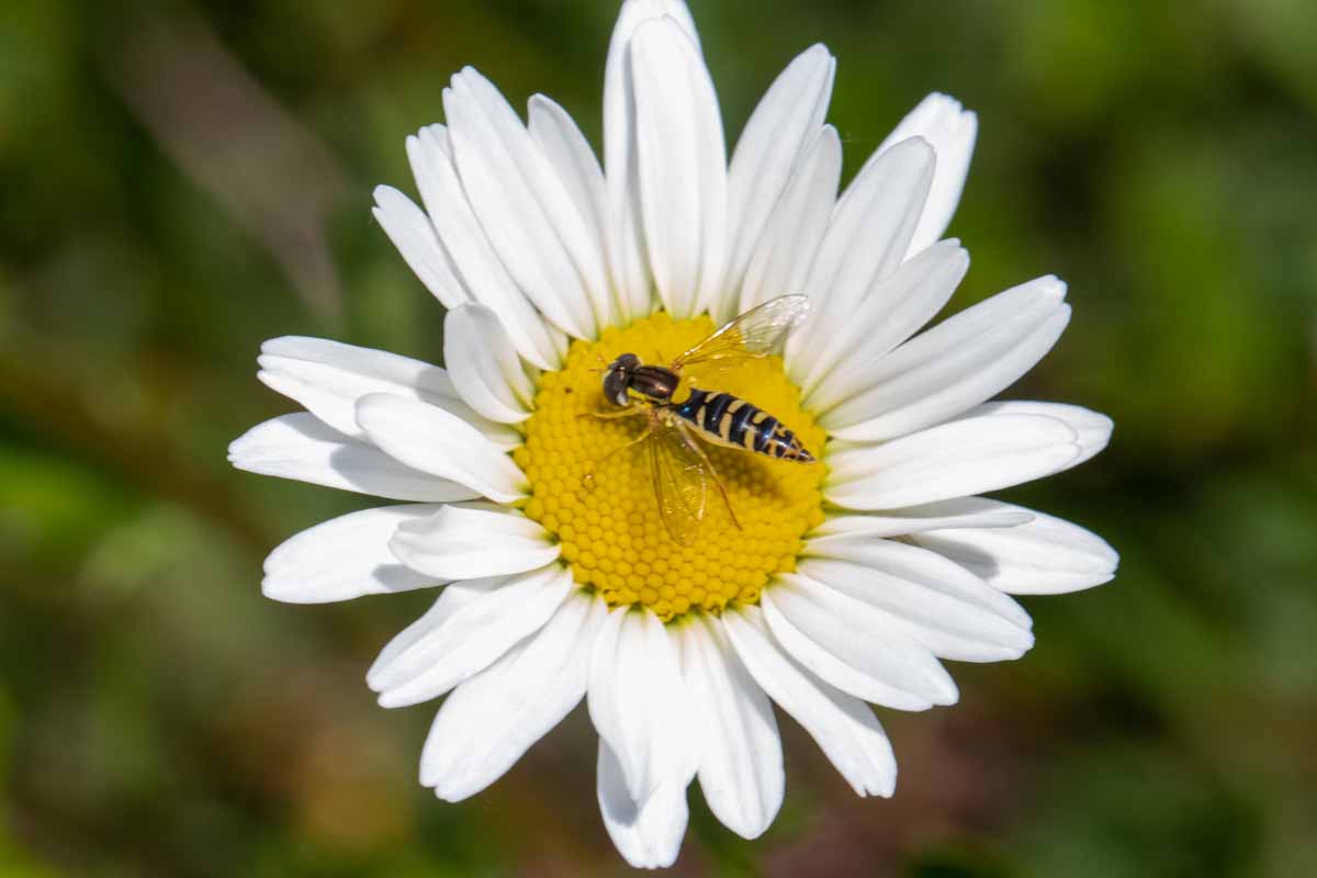 Schwebfliege - Sphaerophoria-rueppelli Image