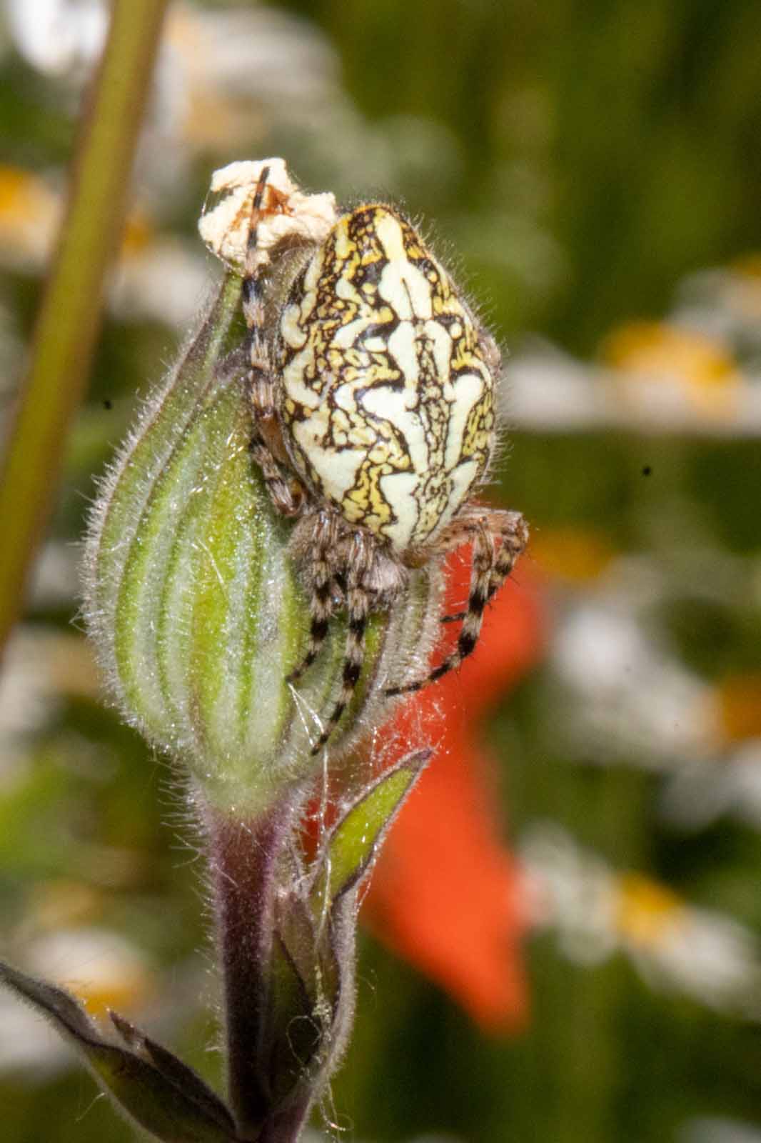 Eichblatt-Radnetzspinne - Aculepeira ceropegia Image