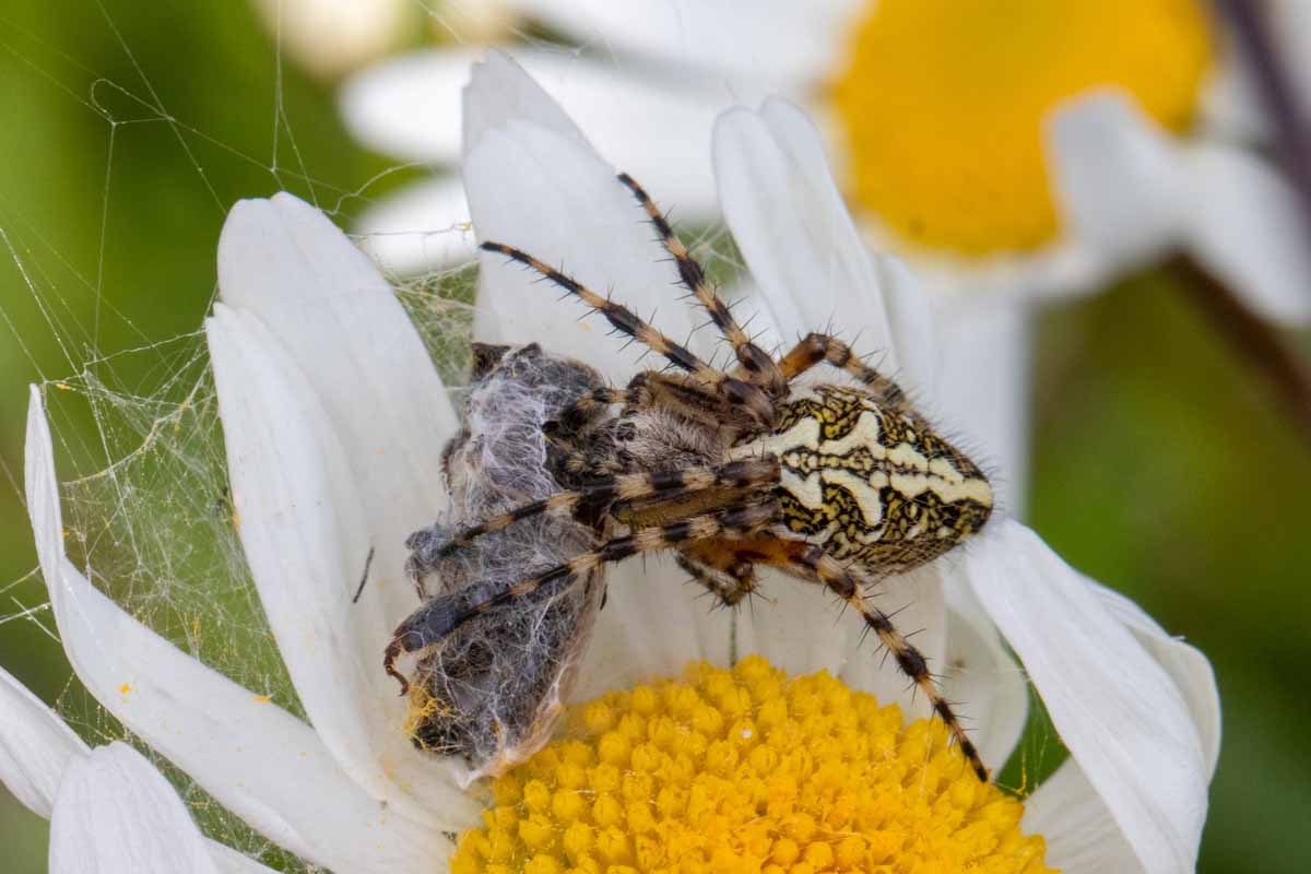 Eichblatt-Radnetzspinne - Aculepeira ceropegia Image