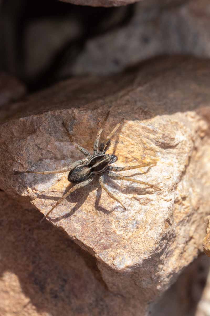 Jagdspinne - Dolomedes spec. Image