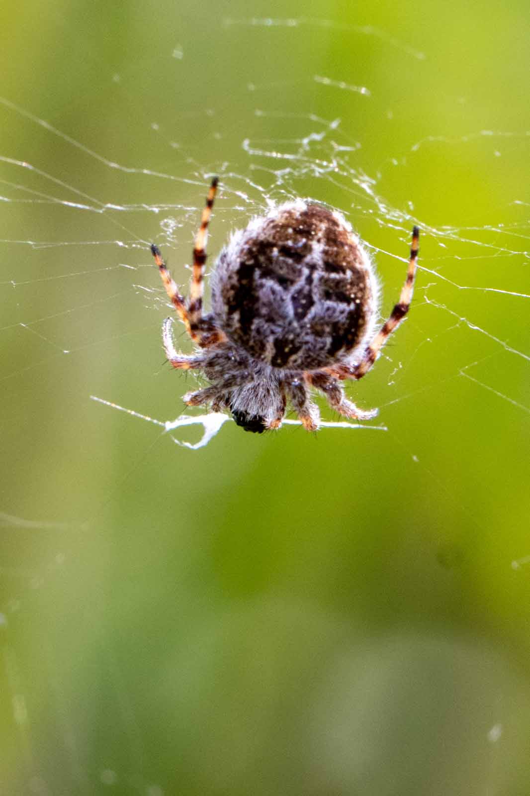 Kreuzspinne - Araneus-cf.quadratus Image