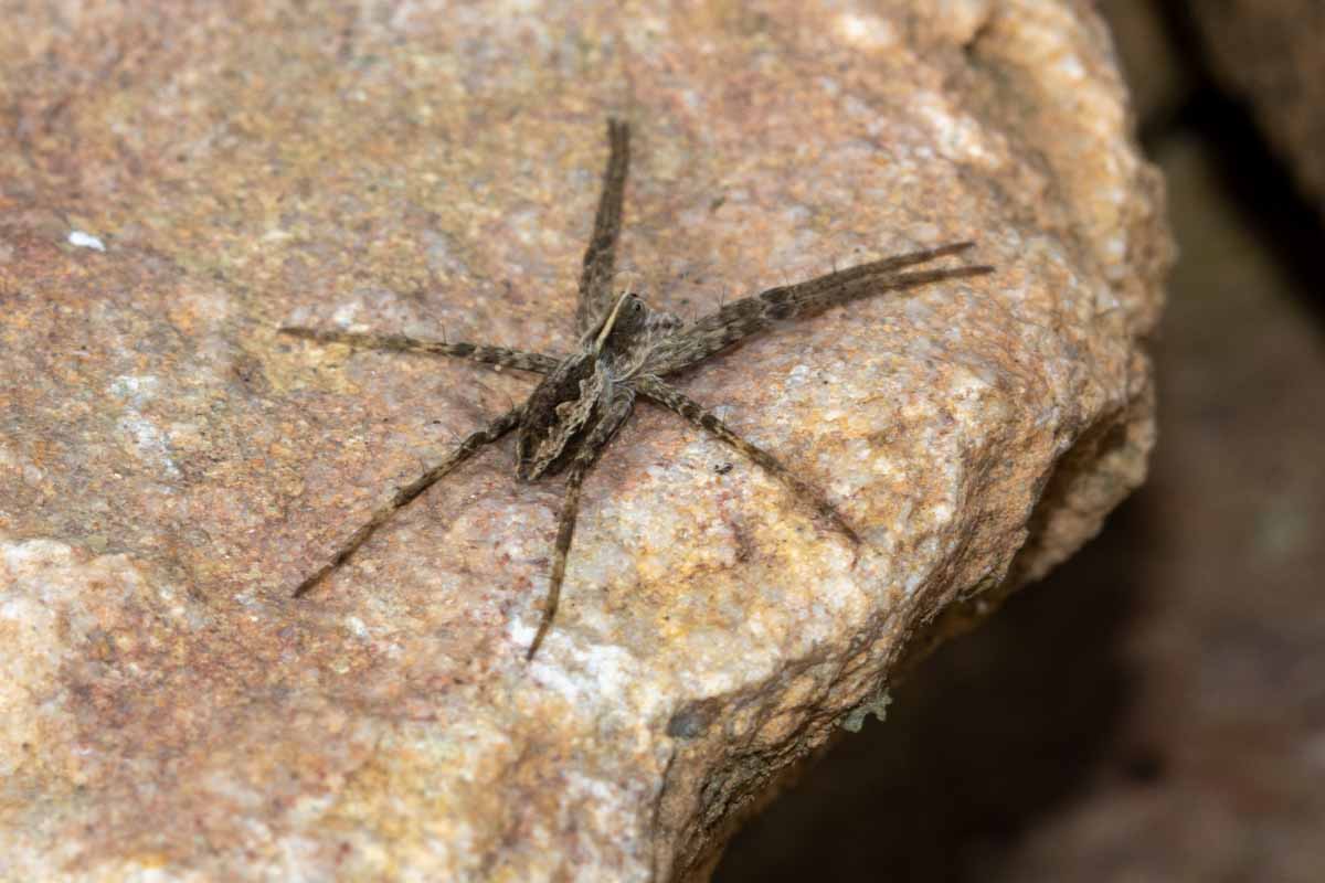 Listspinne - Pisaura-mirabilis Image