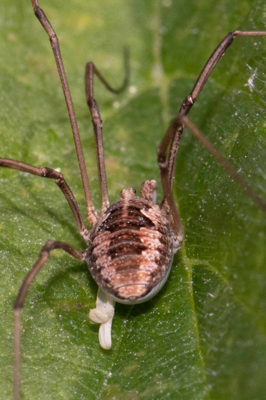 Weberknecht - Mitopus morio Image