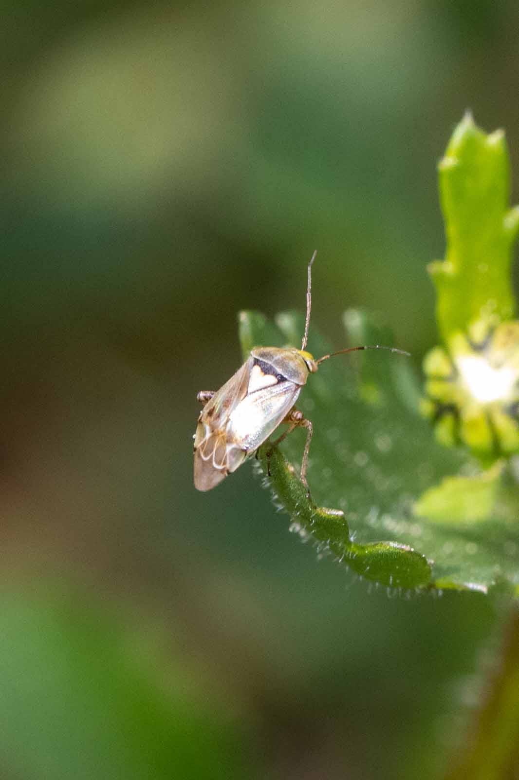 Beifuß-Weichwanze - Lygus-gemellatus Image