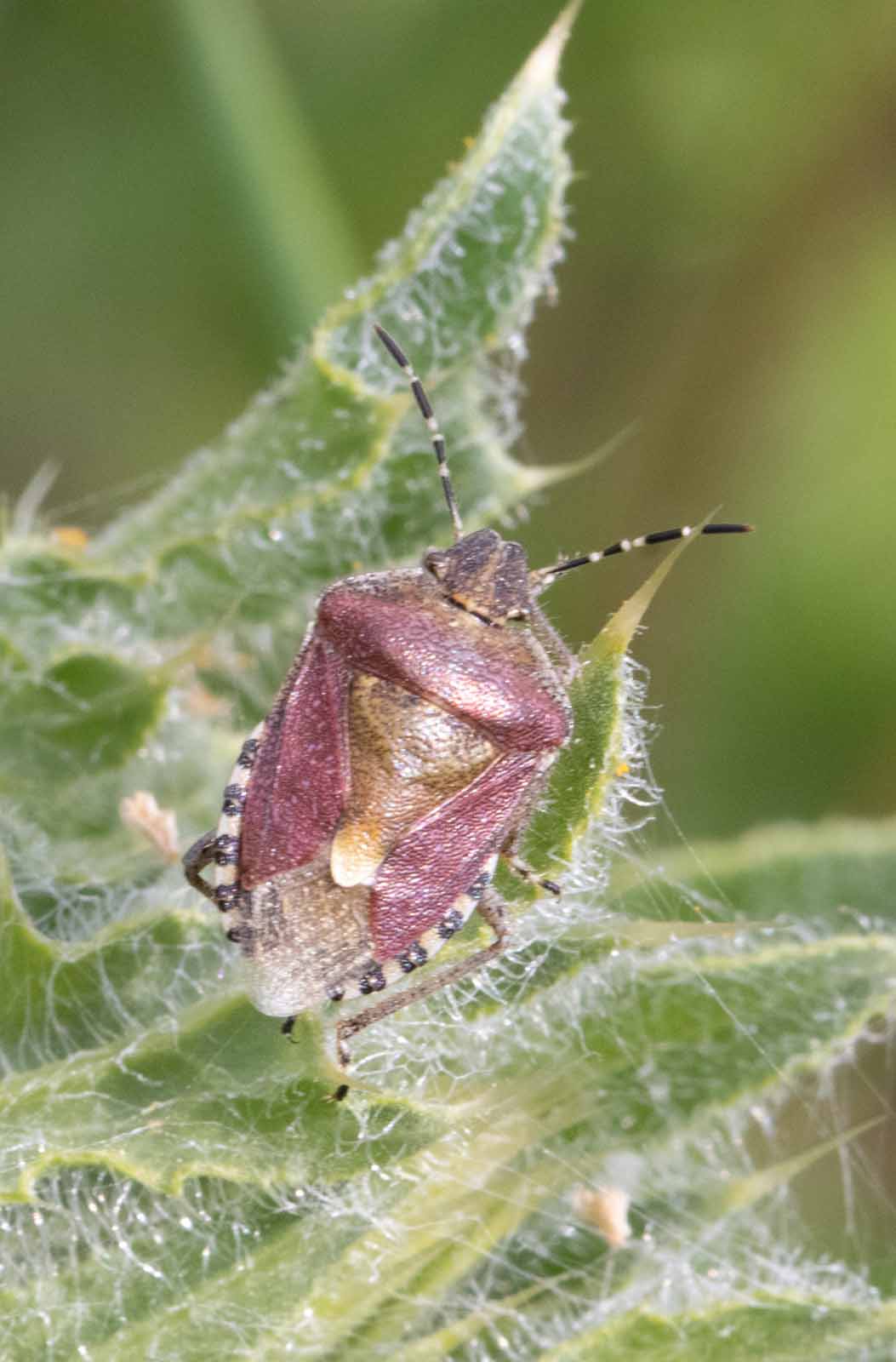 Beerenwanze - Dolycoris baccarum Image