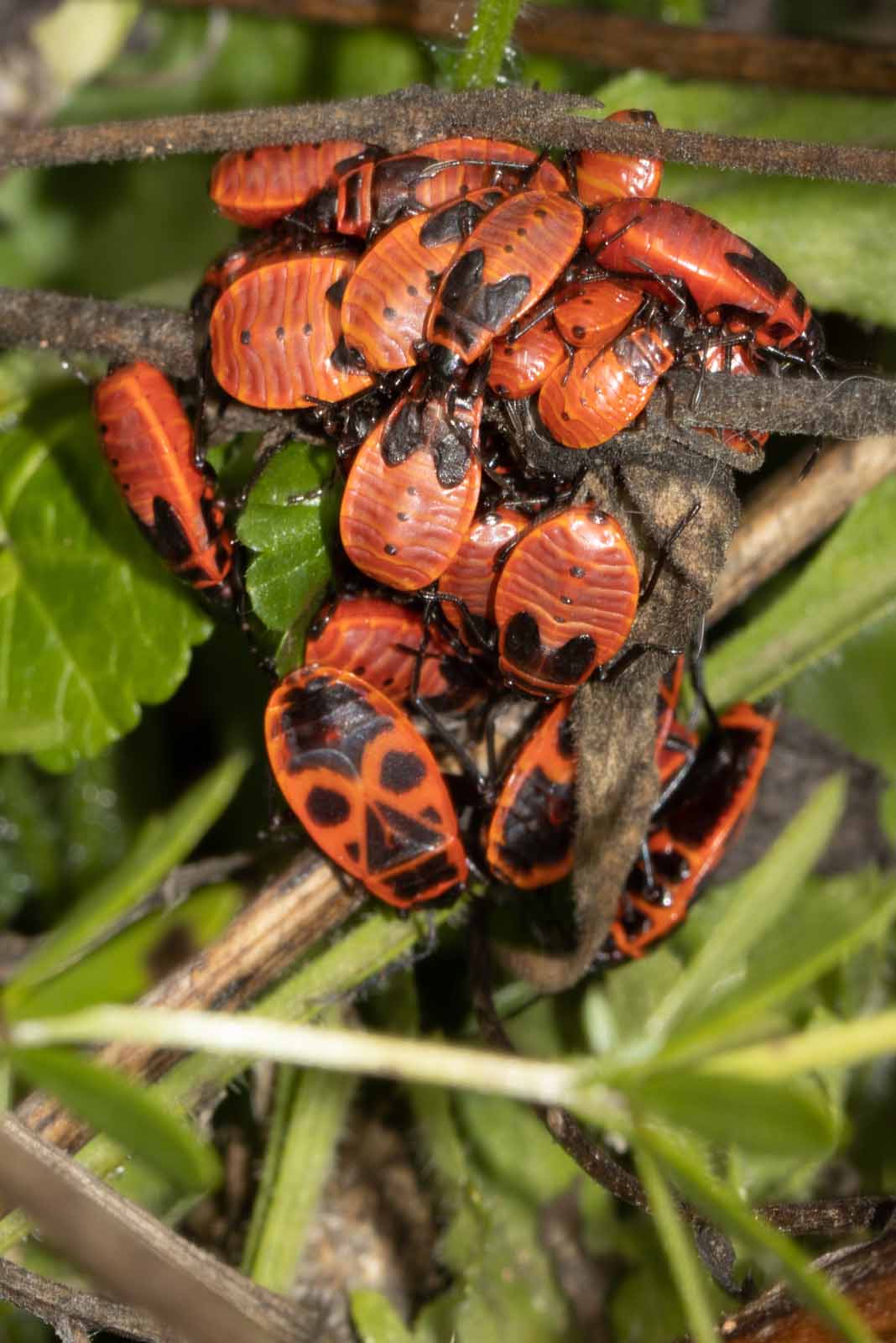 Feuerwanze - Pyrrhocoris apterus Image