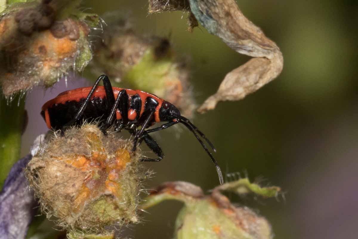 Feuerwanze - Pyrrhocoris apterus Image