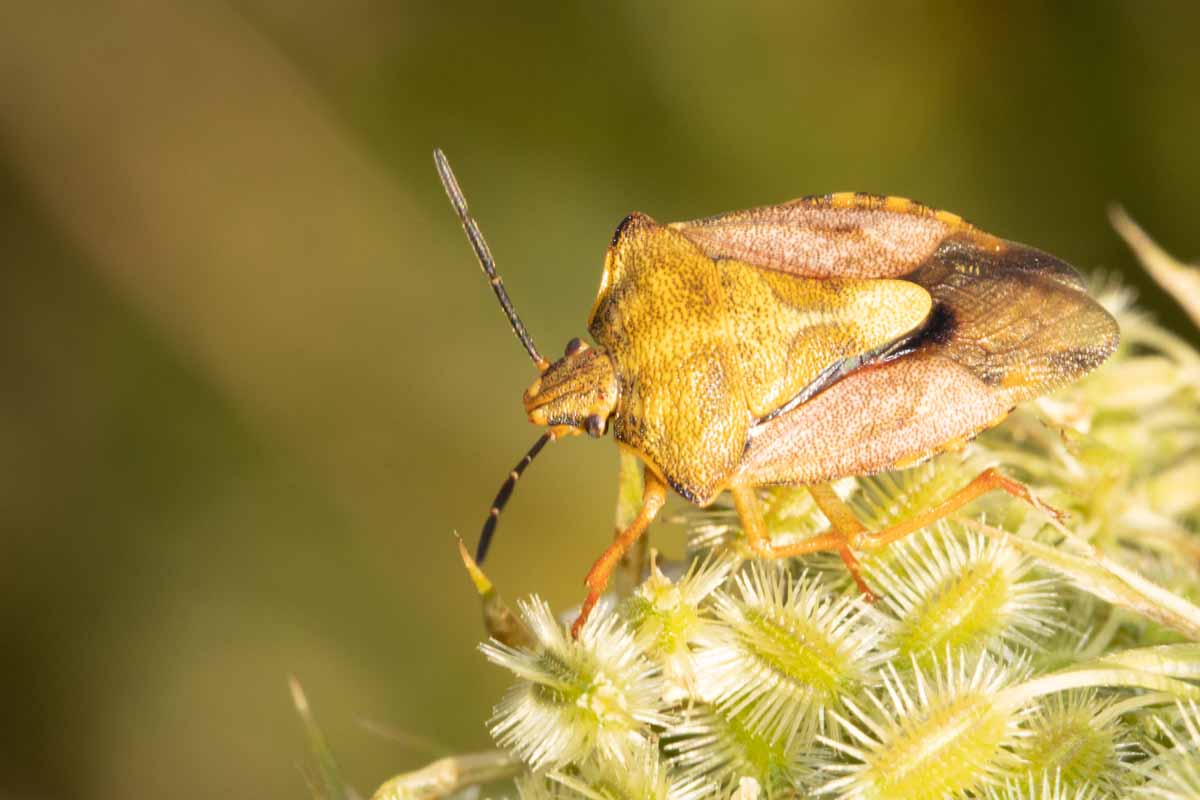 Fruchtwanze - Carpocoris-fuscispinus Image