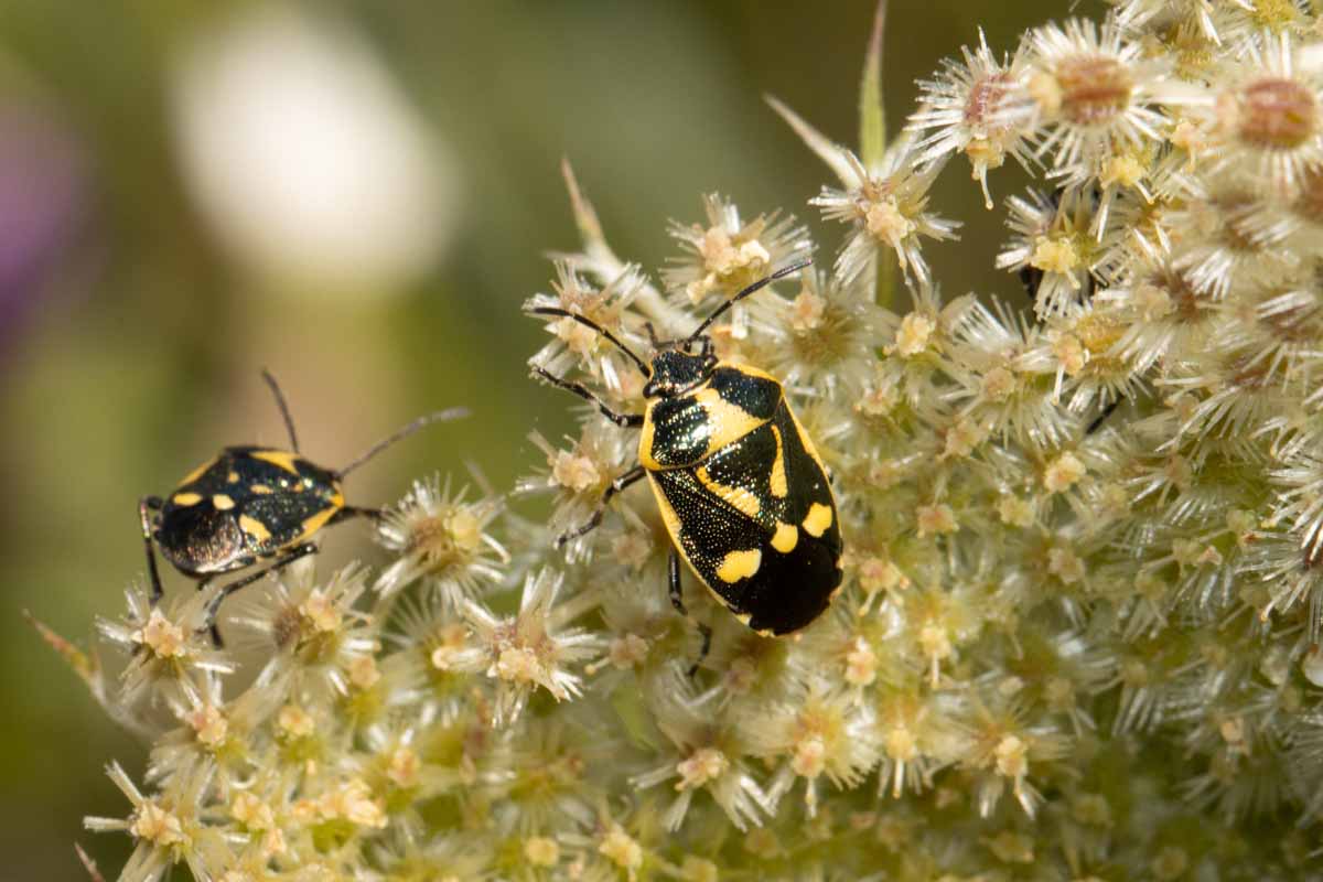 Kohlwanze - Eurydema-oleracea Image