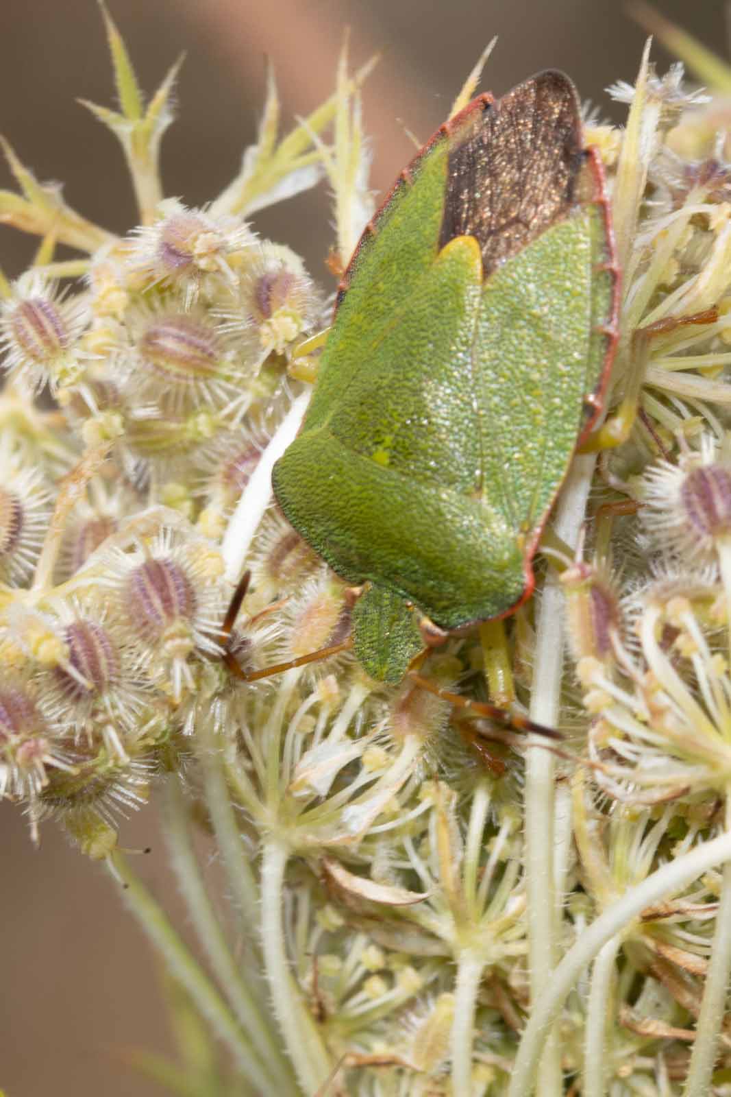 Grüne Stinkwanze Palomena prasina Image