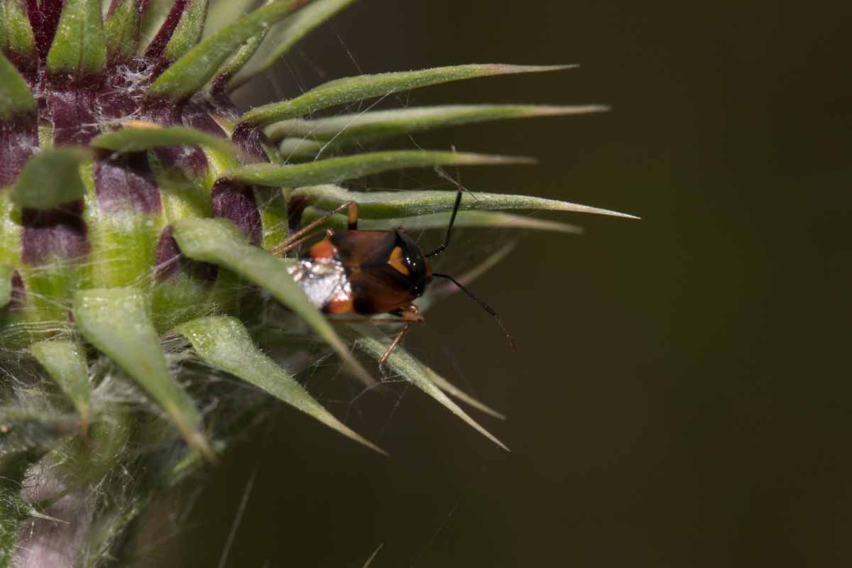 Rote Weichwanze - Deraeocoris ruber Image