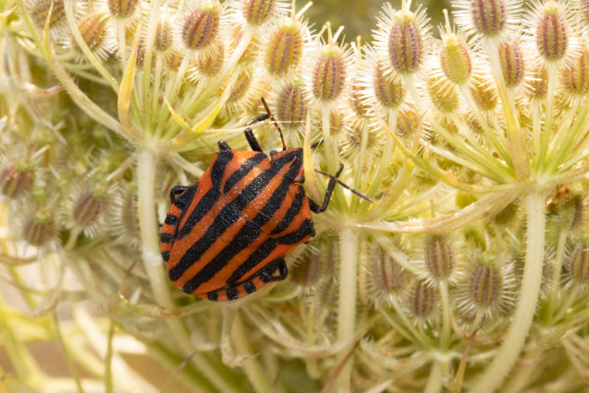 Streifenwanze - Graphosoma lineata Image
