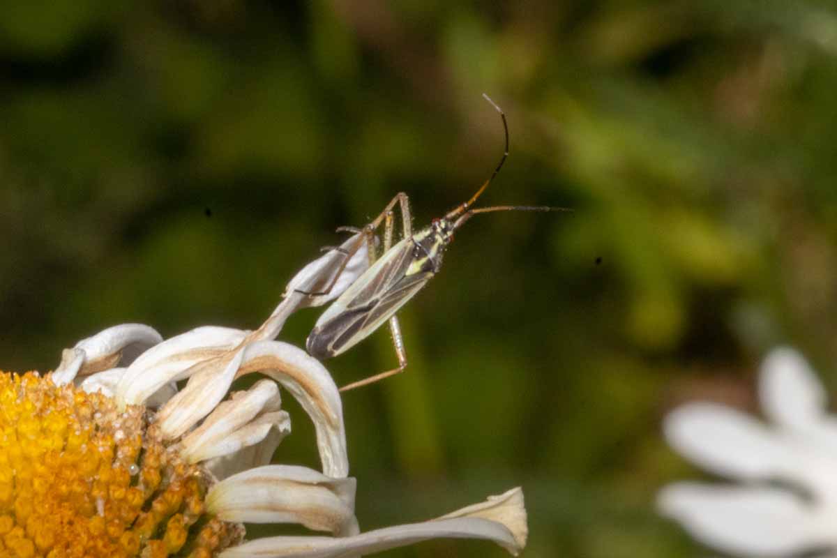 Weichwanze - cf.-Notostira erratica Image