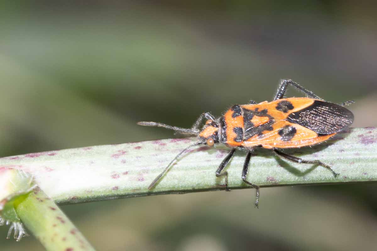 Zimtwanze - Corizus-hyoscyami Image