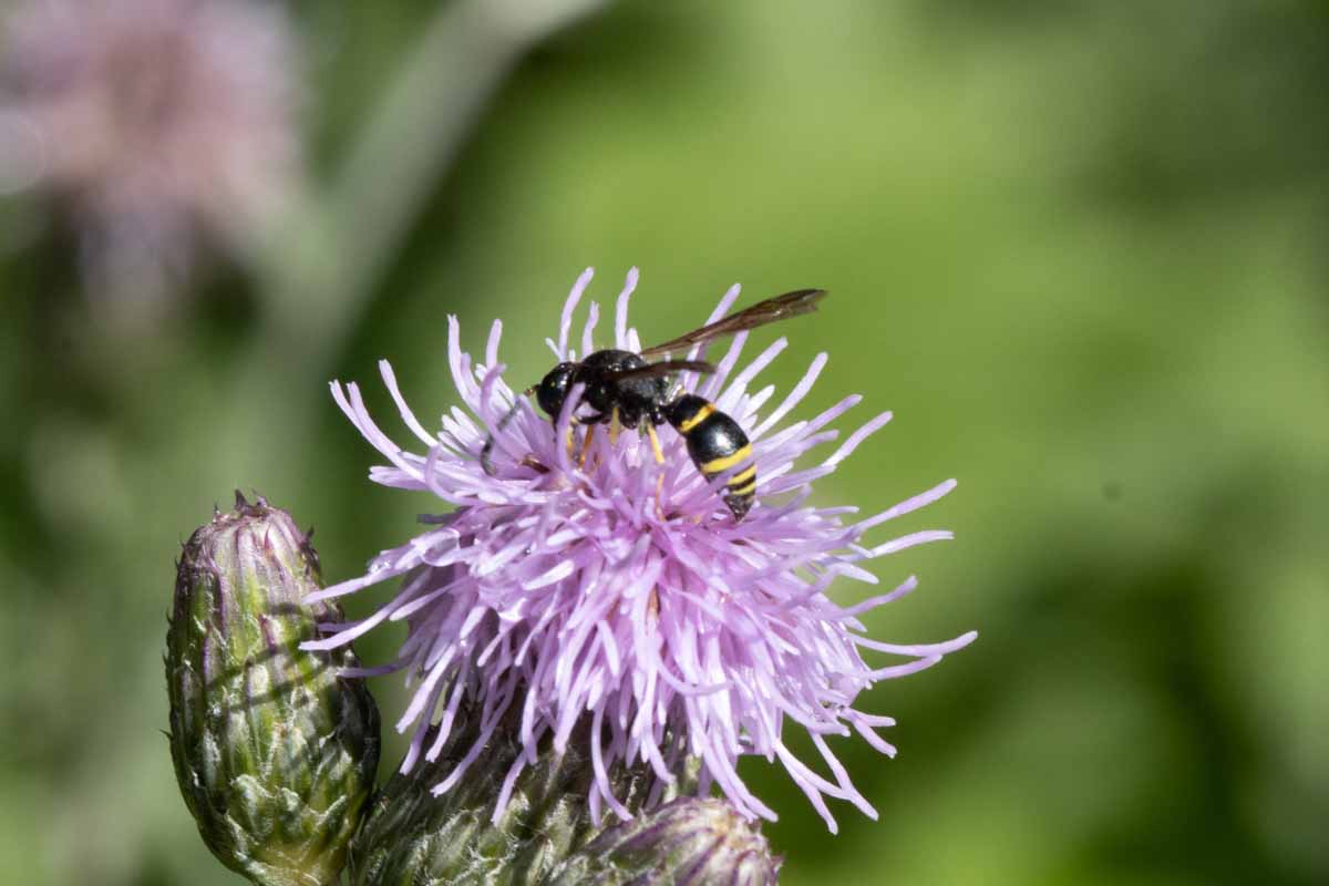 Eine unbekannte Vertreterin der Faltenwespen Image