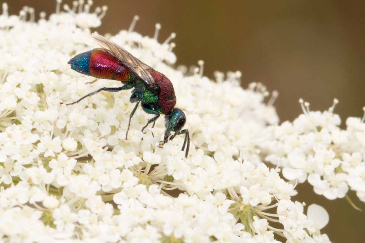 Bunte Goldwespe - Chrysis spec.? Image