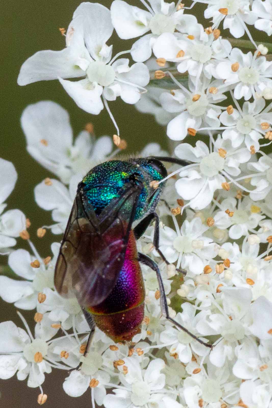 Goldwespe - Hedychrum spec.? Image